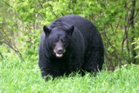 Αρκουδες στον Καναδα φυλασαν χωραφια με μαριχουανα!