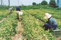Επιπλεον εξοδα για τους αγροτες, διπλη ασφαλιση θα χρειαζεται να πληρωνουν
